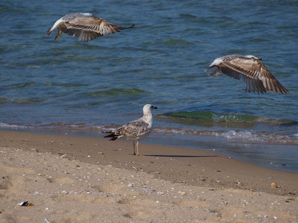 Чайки на пляже в Приморско / Фото из Болгарии