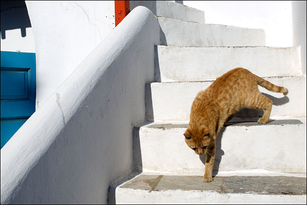 Рыжий кот на острове Миконос / Фото из Греции