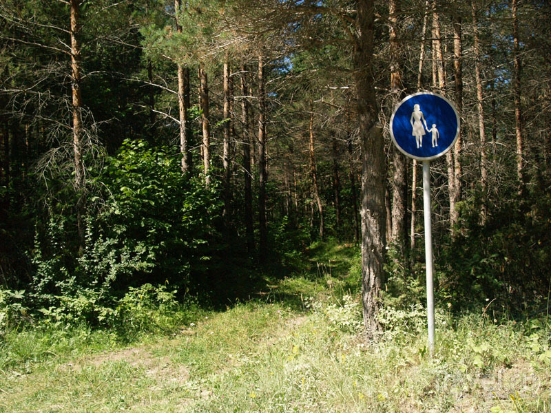 Лес на острове Муху / Фото из Эстонии