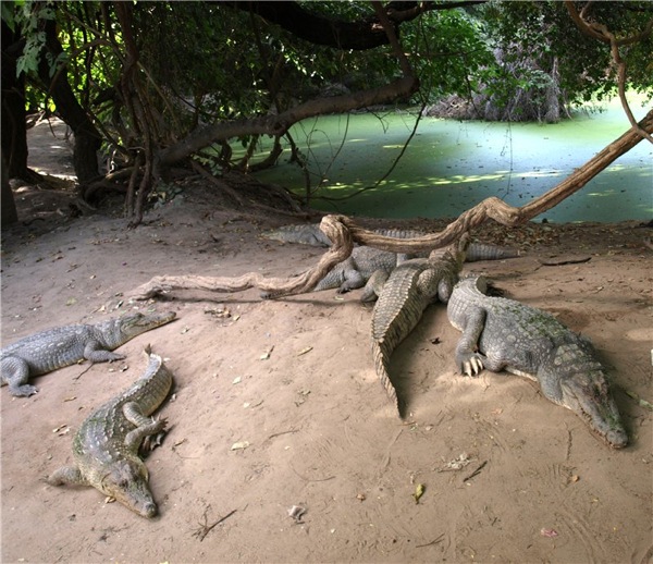 Katchikally Sacred Crocodile Pool  ,  /   
