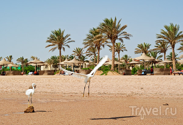 Птицы в Набк-Бей, Шарм-эль-Шейх / Фото из Египта