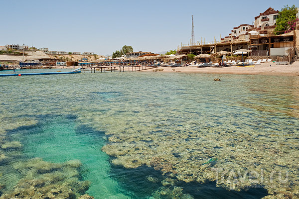 Коралловый риф в Шаркс-Бей, Шарм-эль-Шейх / Фото из Египта