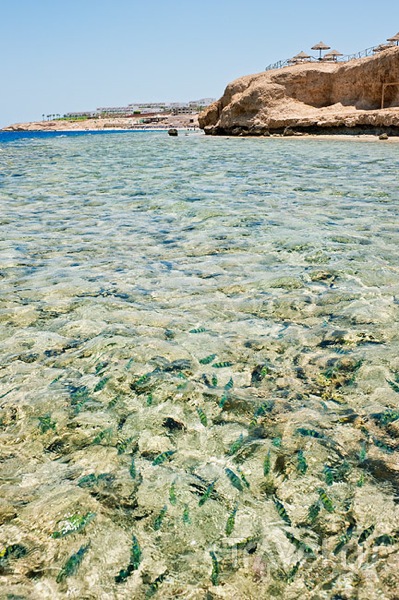 Рыбки в Шаркс-Бей, Шарм-эль-Шейх / Фото из Египта