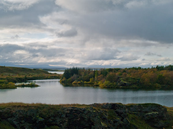 Лес посреди озера Миватн  / Фото из Исландии