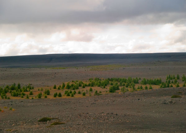 Настоящий исландский лес / Фото из Исландии