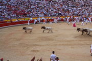 Первые быки / Испания