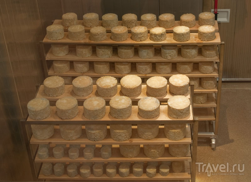 Готовый сыр сушится перед продажей, Erlebnis Sennerei Zillertal / Фото из Австрии