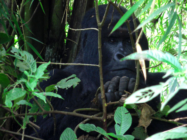Горилла в заповеднике, Конго / Фото из Конго (бывш. Заир)