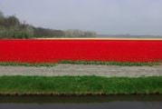 Гектары тюльпанов / Нидерланды