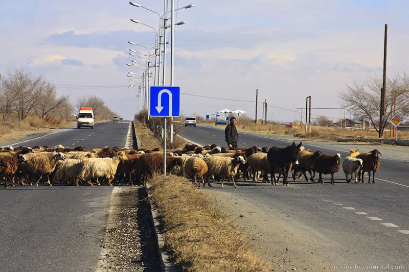 Бараны переходят дорогу / Фото из Армении