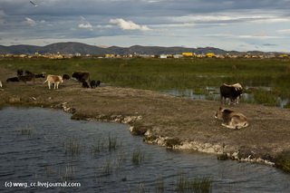 Немного озерных домашних животных / Перу