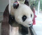 Старая панда / Китай