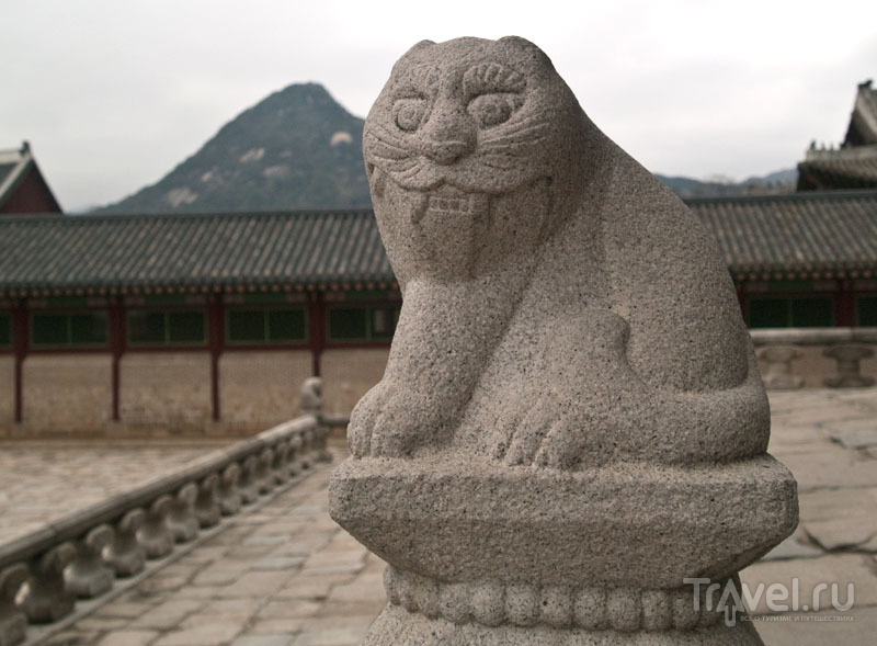 Корейский кот / Фото из Южной Кореи