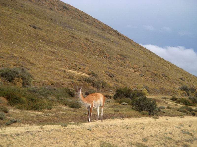 Гуанако в национальном парке Торрес-дель-Паине, Чили / Фото из Чили