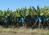 Банановая плантация / ЮАР