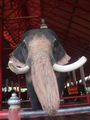 слон / Таиланд