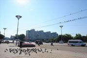 птицы / Молдавия