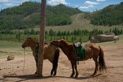лошади / Монголия