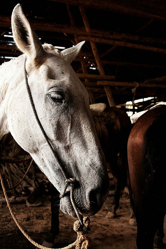 Лошадь с кубинской фермы / Фото с Кубы