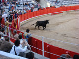 первый бык / Испания
