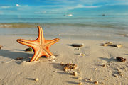 Морские звезды / Филиппины