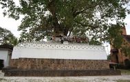 Дерево Бодхи / Шри-Ланка