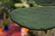 Лист кактуса / Марокко