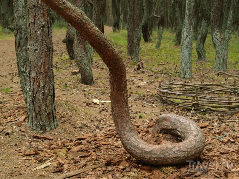 Сосны невероятной формы, Танцующий лес / Россия