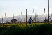Плавучий огород на озере Инле / Мьянма