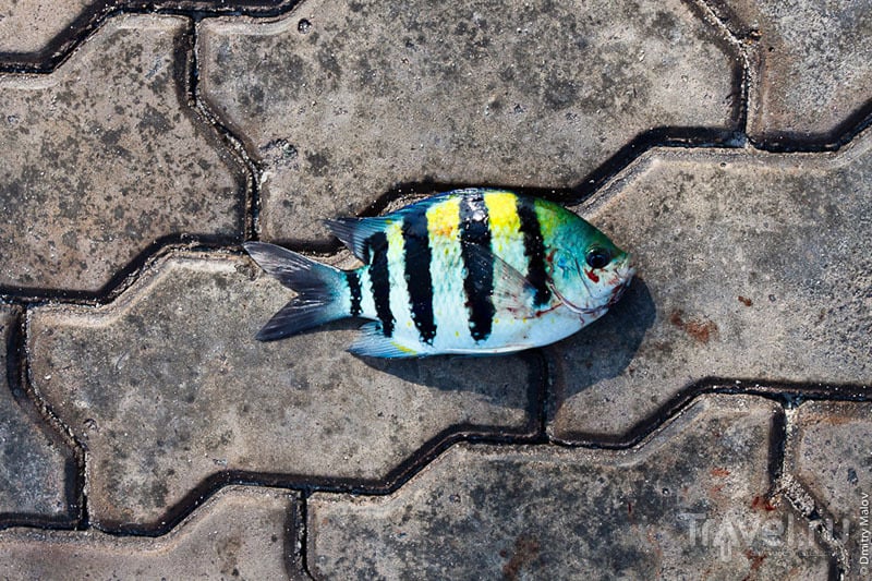 Разноцветная рыба с мальдивских рифов / Фото с Мальдив
