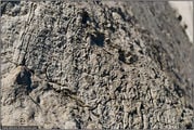 Песчано-глиняные породы / Канада
