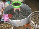Мелкая рыба / Вьетнам