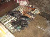 Продажа птицы / Вьетнам