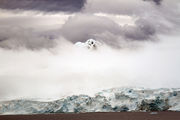 Шельфовые ледники / Антарктика