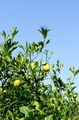 Лимонное дерево / Греция