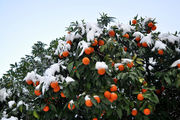 Апельсины под снегом / Италия