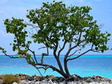 Дерево на пляже / Мальдивы