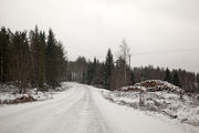 Вырубленный лес / Финляндия