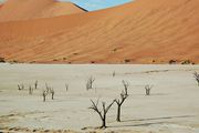 Мертвые деревья / Намибия