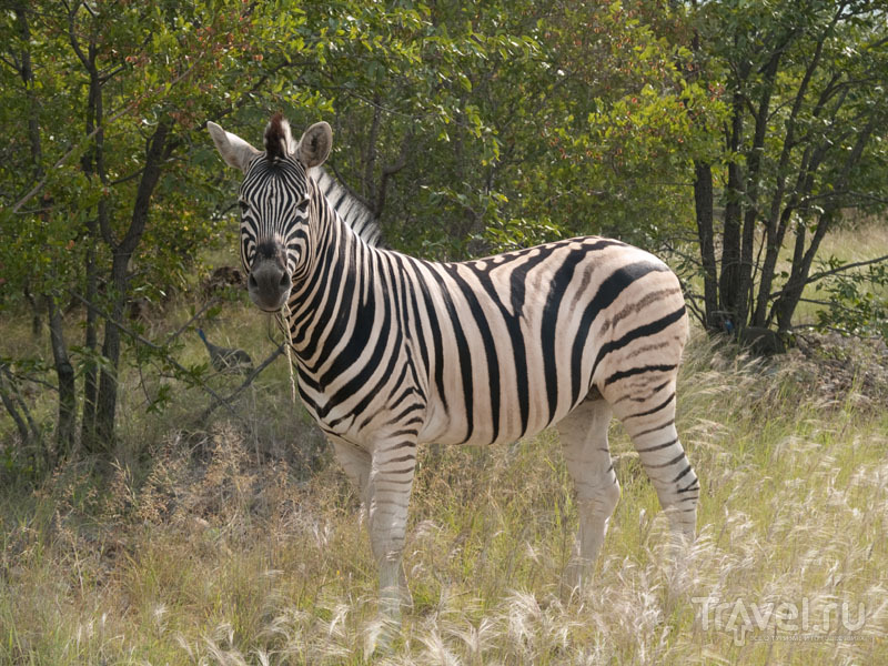 Удивительно красивая зебра, Этоша / Фото из Намибии