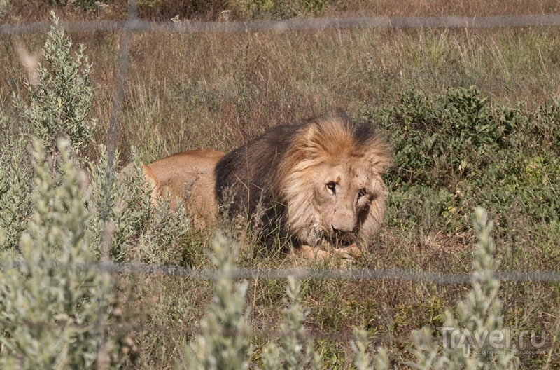 Лев за обедом, парк Naankuse / Фото из Намибии