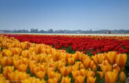 Первое поле / Нидерланды