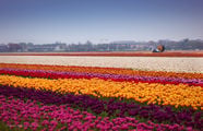 Море цветов / Нидерланды