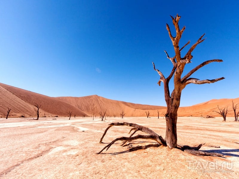 Окаменевшие деревья в пустыне Намиб / Travel.ru / Чудеса света