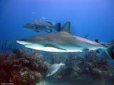 Акулы в нетерпении / Багамские острова