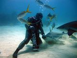 Кормление акулы / Багамские острова