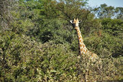 Жираф в зарослях / ЮАР