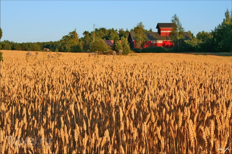 Финляндия: Сельское хозяйство Финляндии. Как живет финский фермер /  Travel.Ru / Страны и регионы