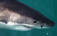 Great White Shark / 