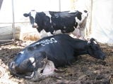 Фермерские коровы / Израиль